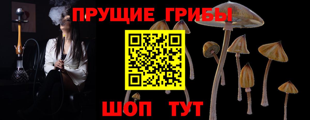 Южноуральск  Псилоцибиновые грибы прущие грибы  Вход с VPN  Псилоцибиновые грибы Cubensis 